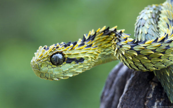 The Hairy Bush Viper - Yes that is really its name. - The World by Road ...